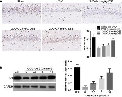 3′-Daidzein Sulfonate Sodium Protects Against Chronic Cerebral Hypoperfusion-Mediated Cognitive Impairment and Hippocampal Damage via Activity-Regulated Cytoskeleton-Associated Protein Upregulation